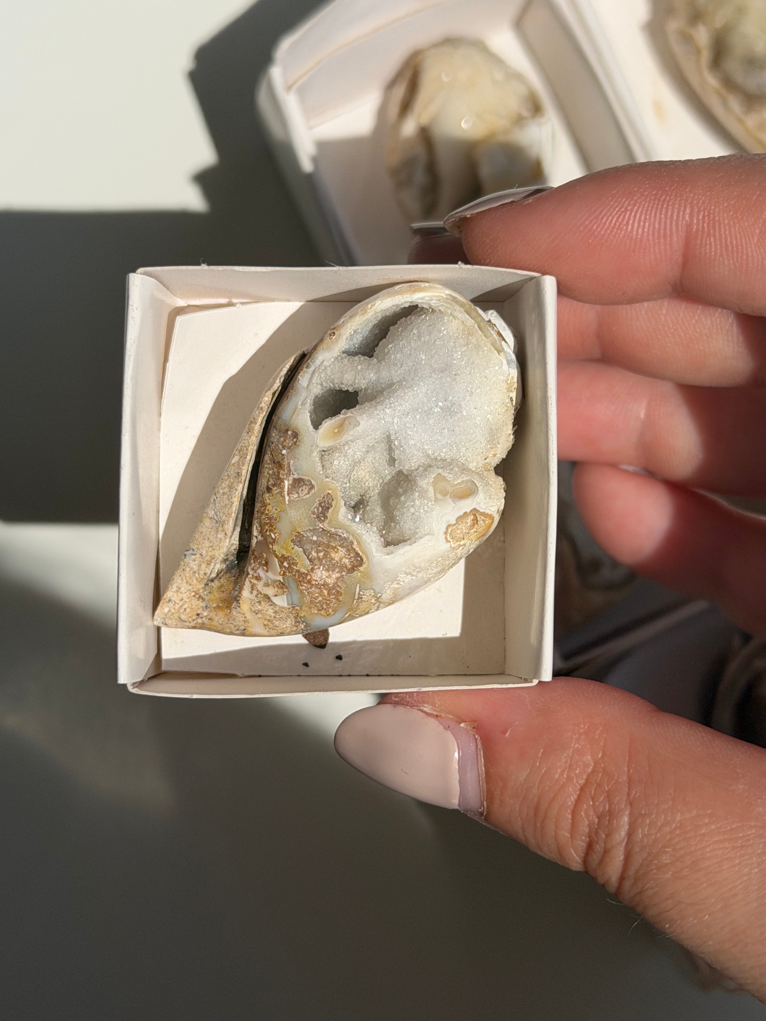 Conchiglia cristallizzata druzy