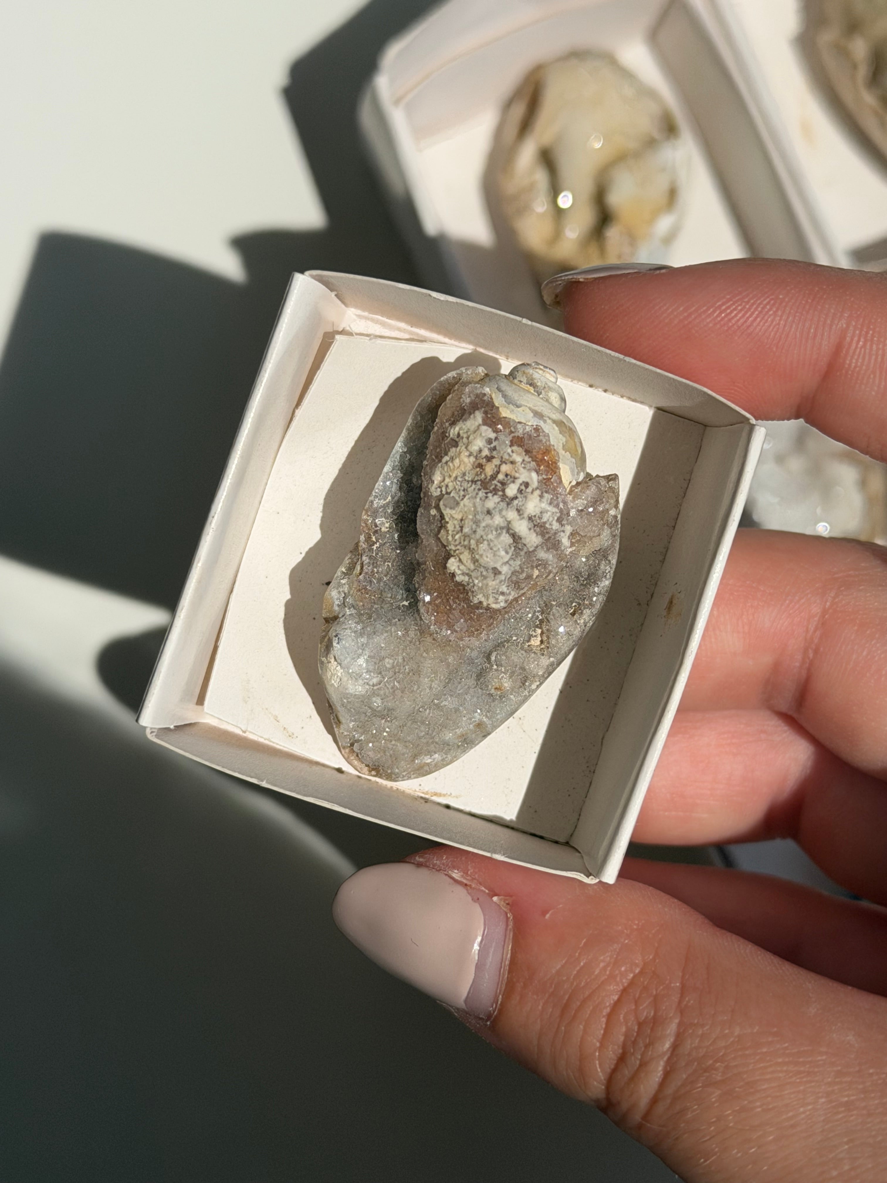 Conchiglia cristallizzata druzy