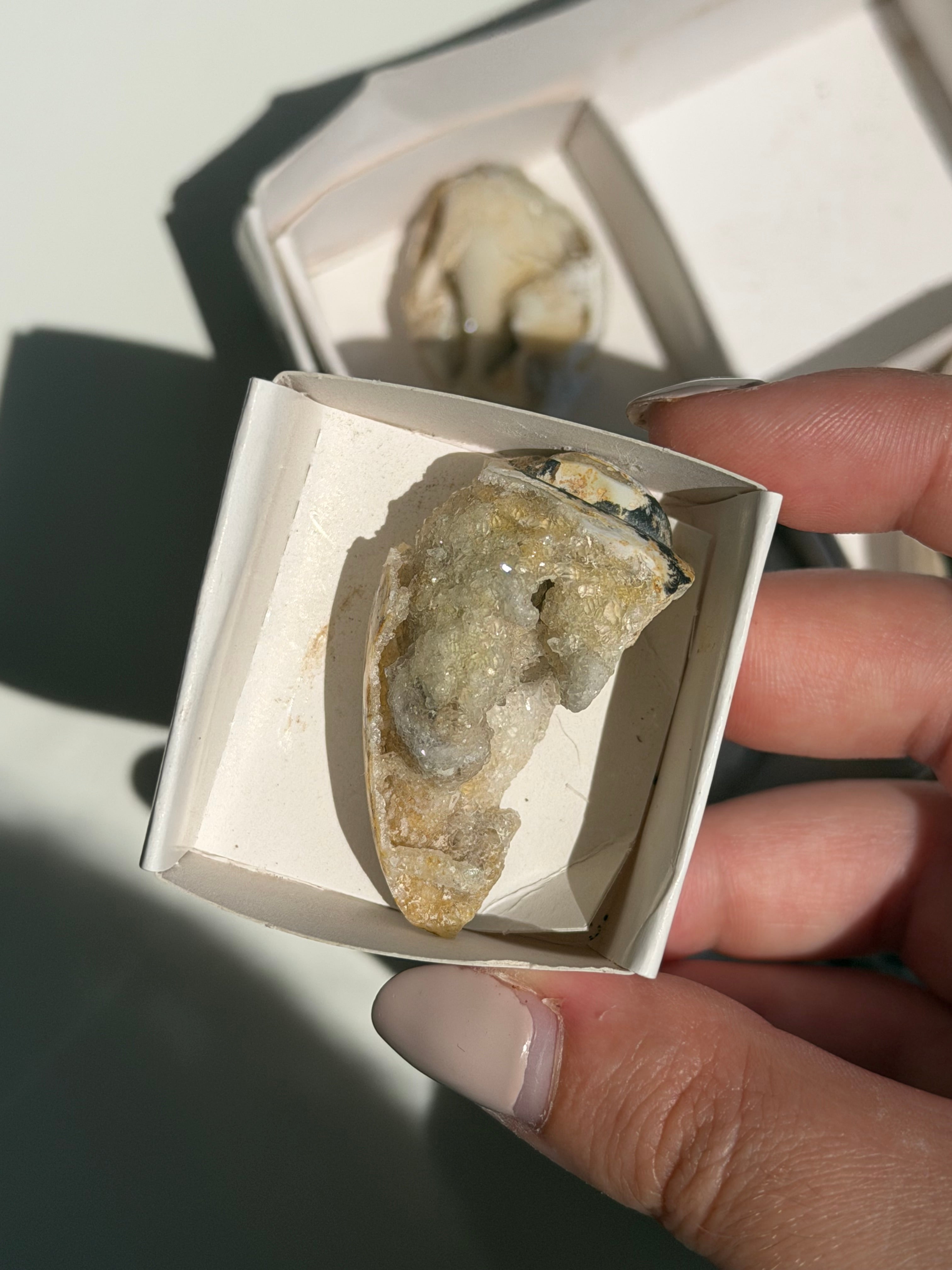Conchiglia cristallizzata druzy