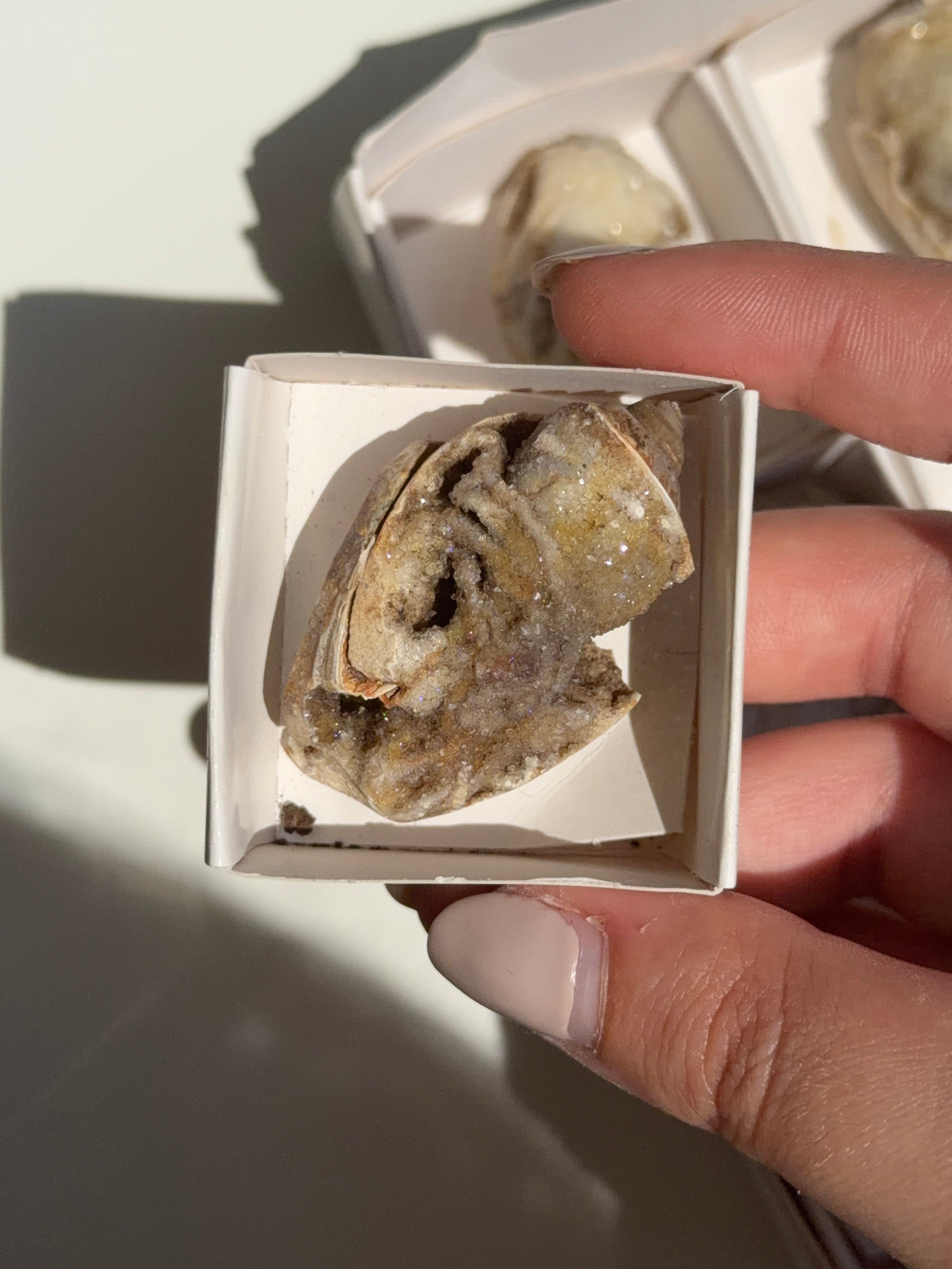 Conchiglia cristallizzata druzy