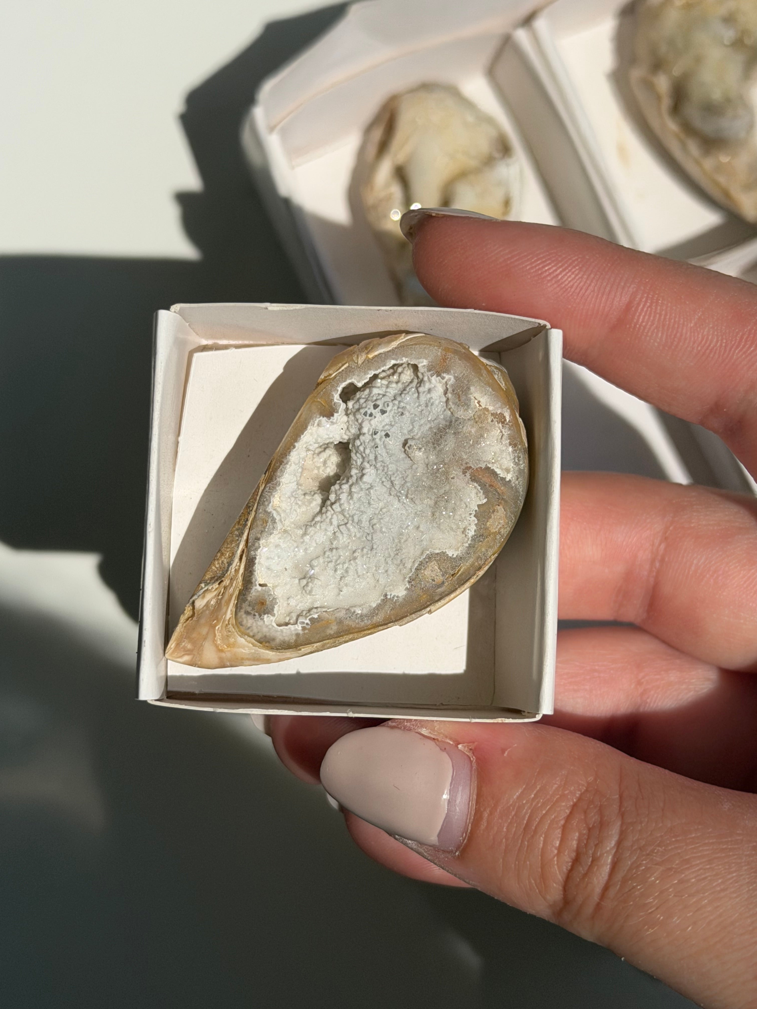 Conchiglia cristallizzata druzy