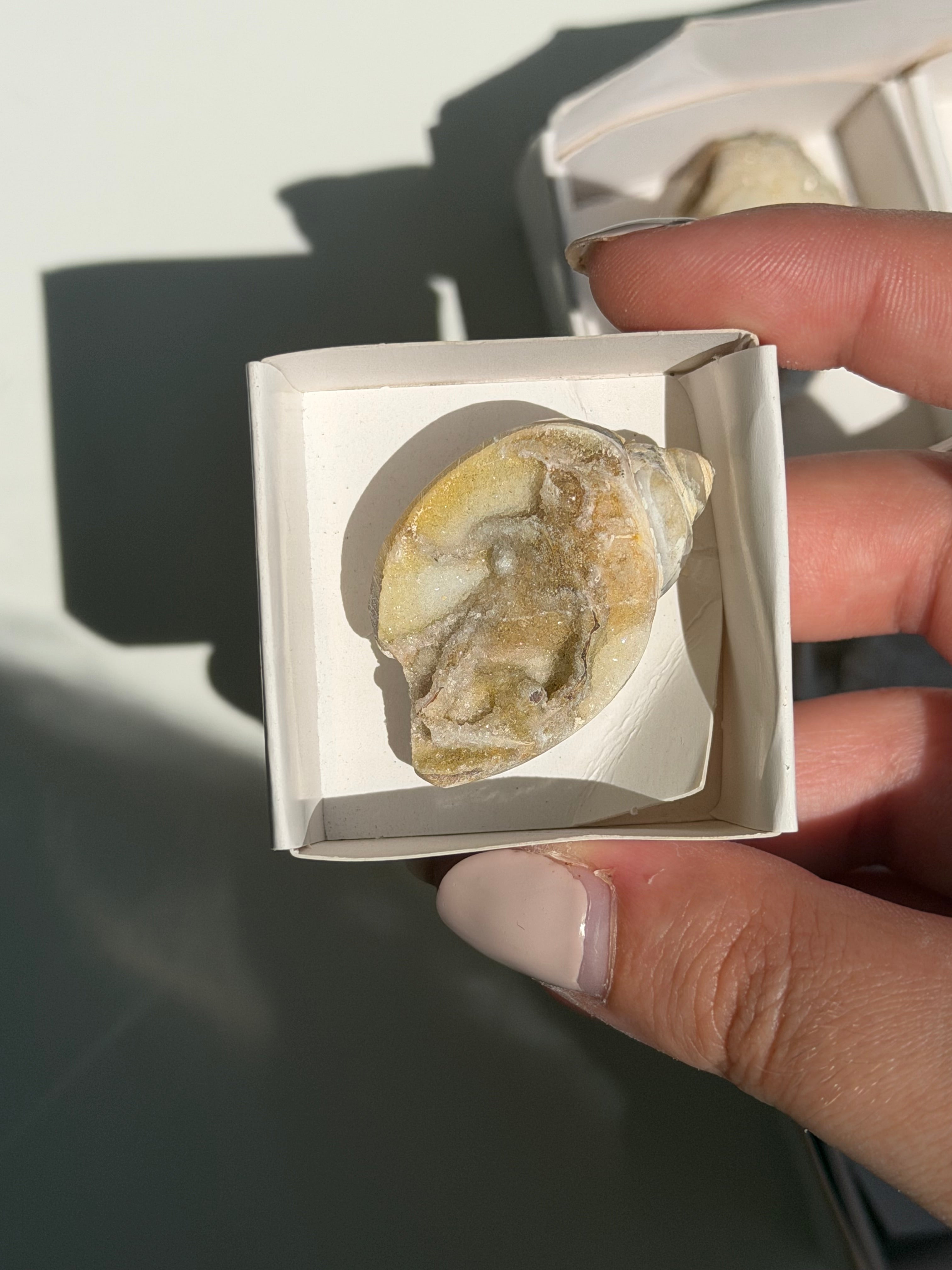 Conchiglia cristallizzata druzy