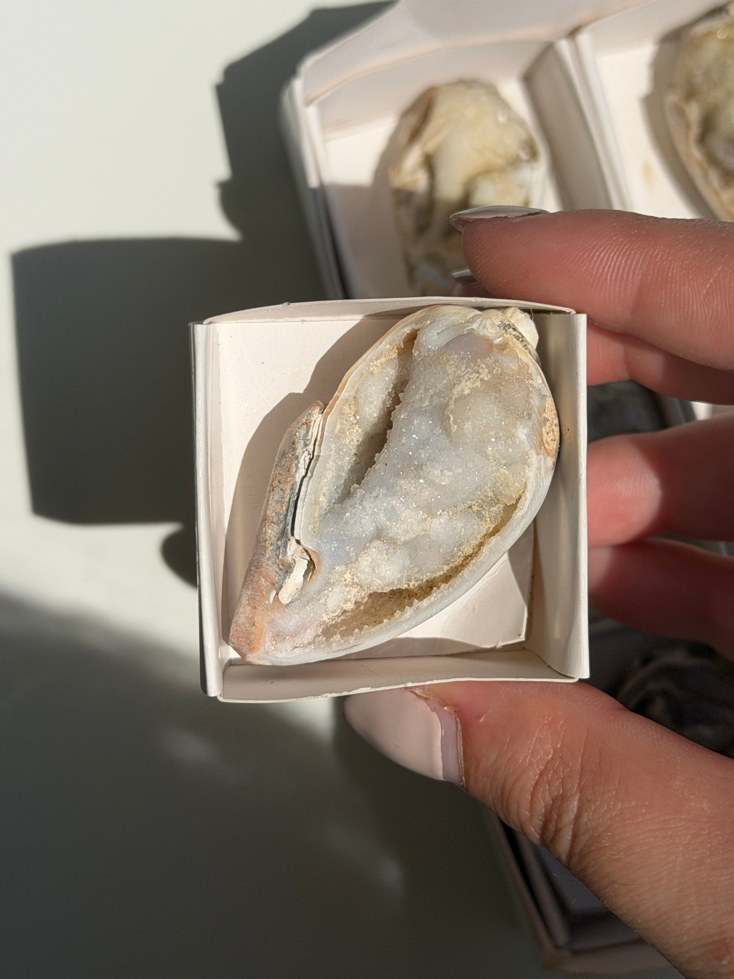 Conchiglia cristallizzata druzy