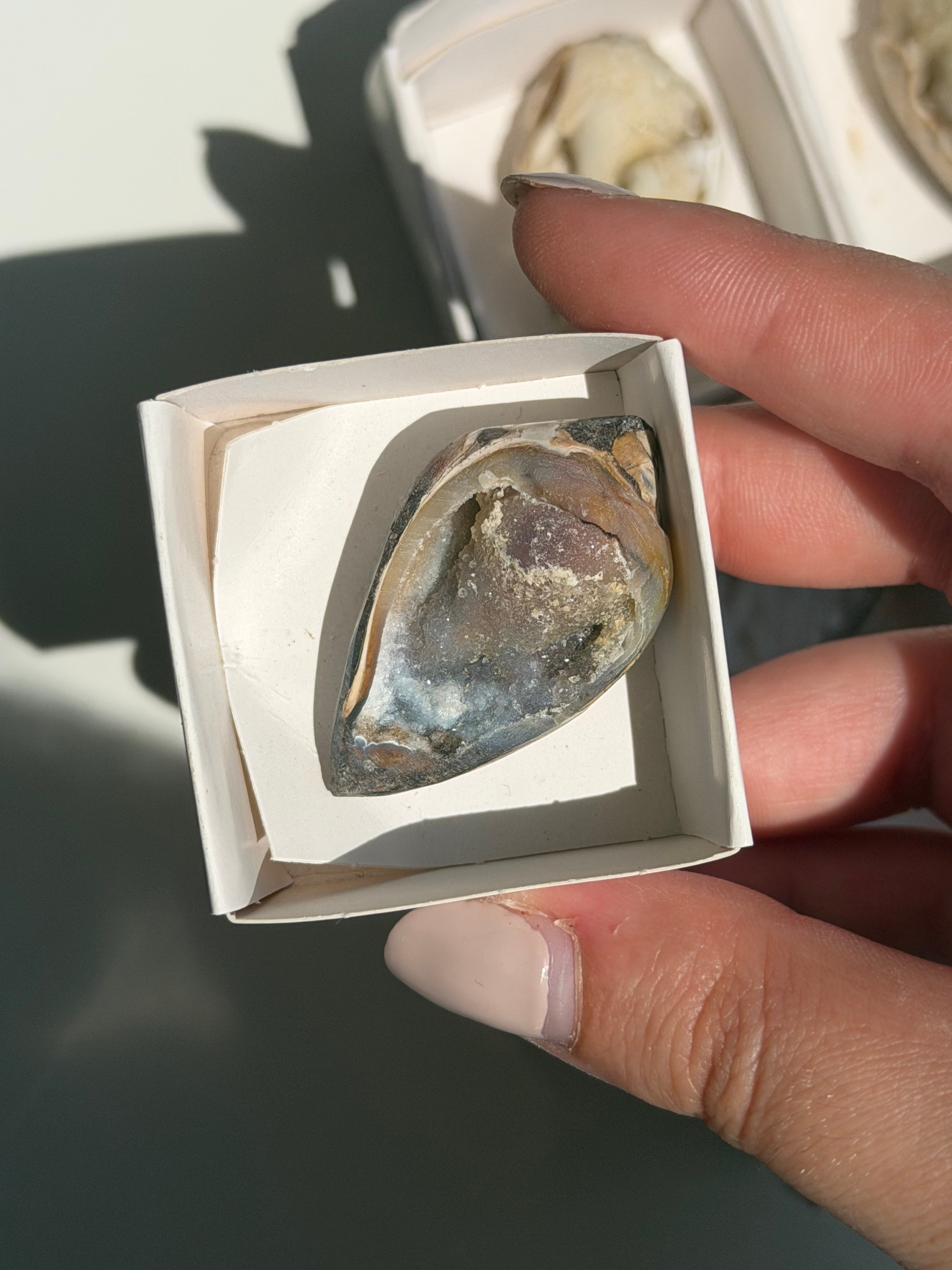 Conchiglia cristallizzata druzy
