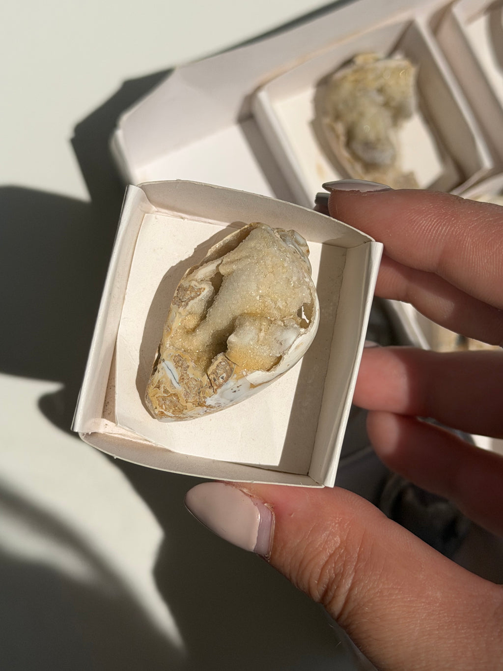 Conchiglia cristallizzata druzy