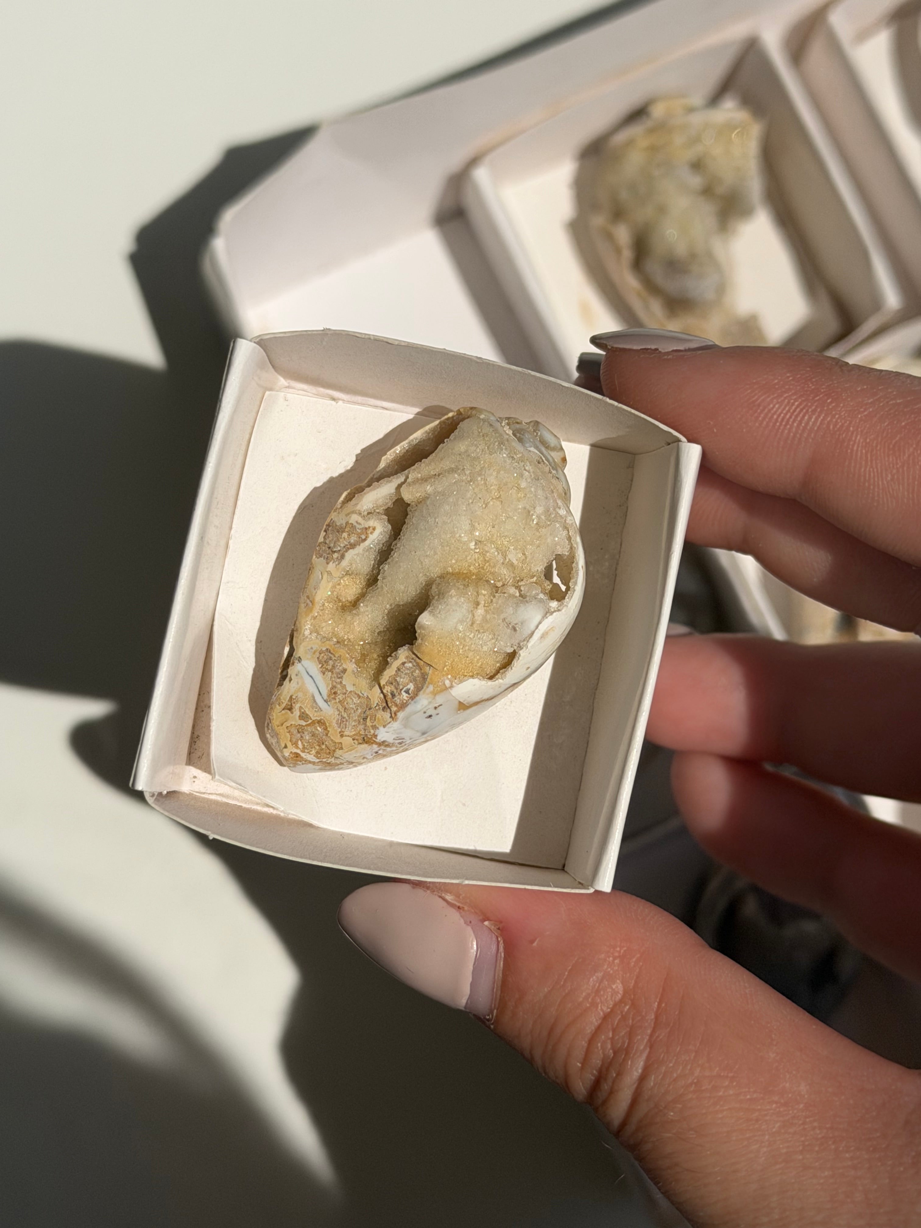Conchiglia cristallizzata druzy